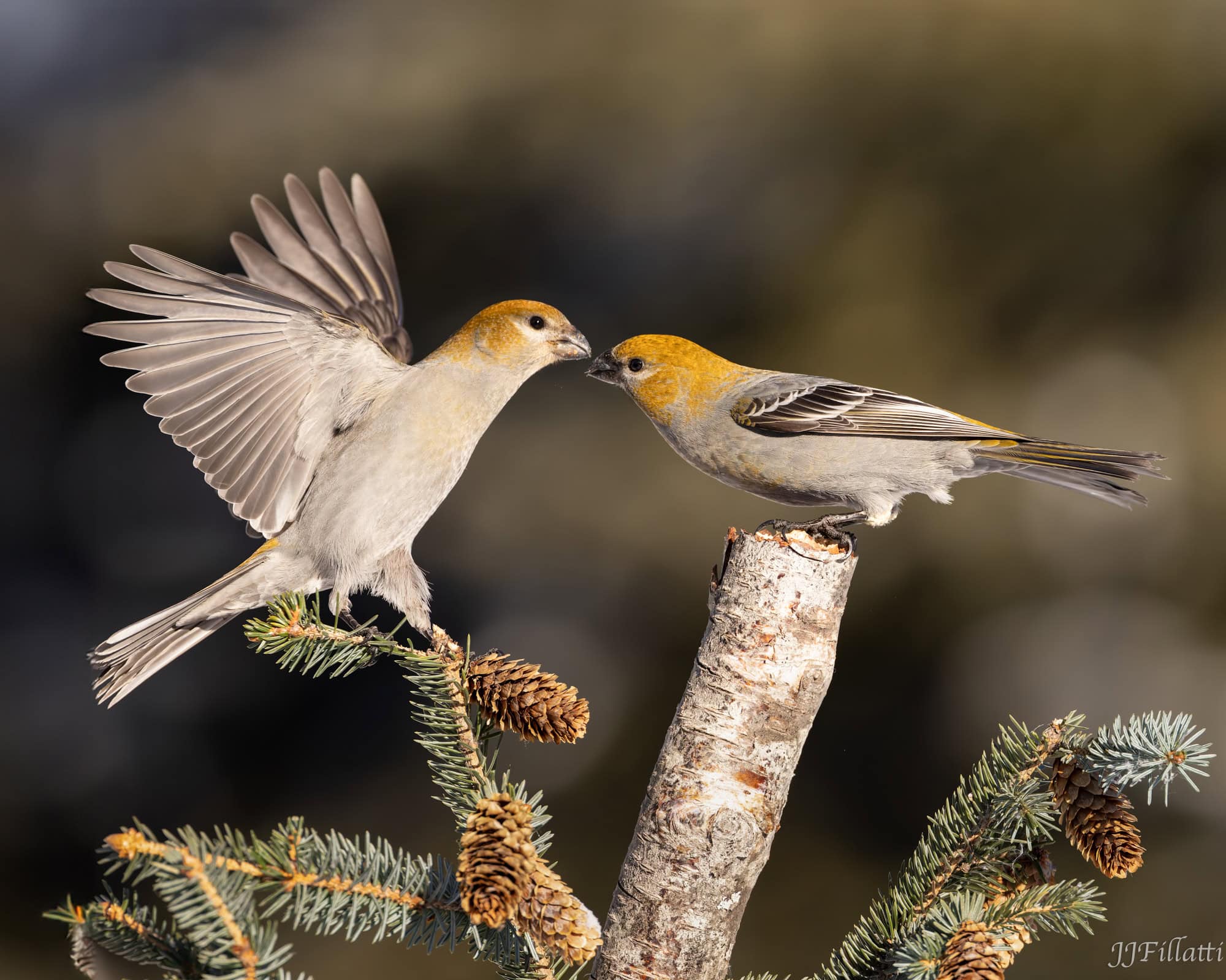 bird of homer alaska image 28